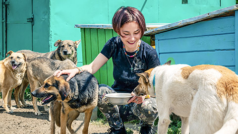 Animal shelter volunteer takes care of dogs