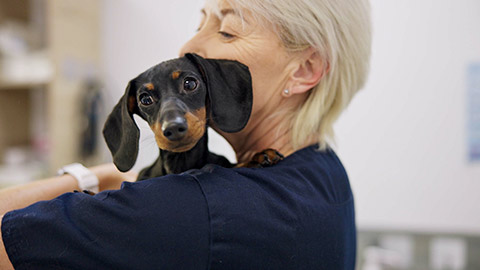 veterinarian and animal or pet with help for medicine with support, care and welfare with dachshund