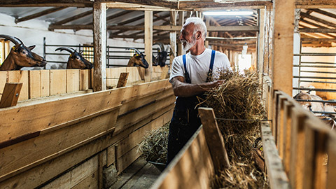 Happy senior farmer feeding goats at large goat farm.