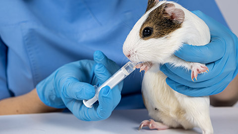 The veterinarian gives the medicine from the syringe to a small guinea pig