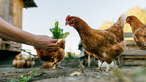 Close-up of chickens eating greens from a human hand.