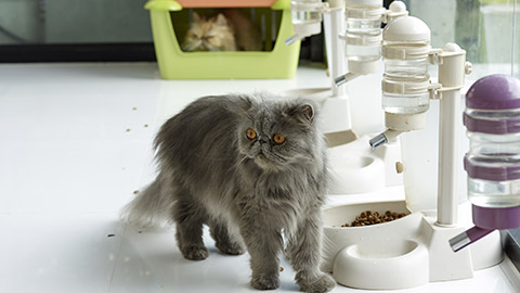 blue persian cat standing beside food/water dispenser