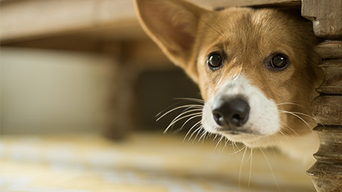 Corgi puppy scared