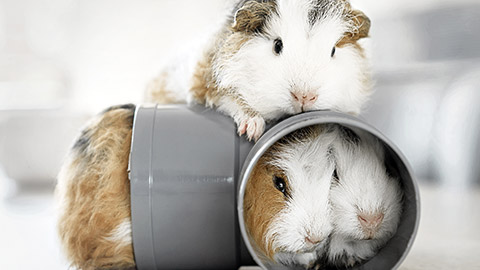 Three guinea pigs playing in a tube