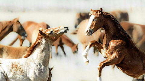 Horses playing