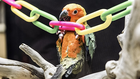 Parrot swinging on plastic colorful chain