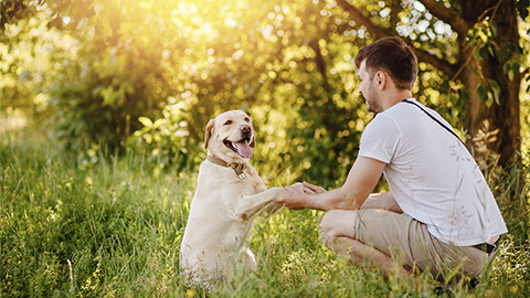 Owner teaches labrador retriever dog in park team give paw.