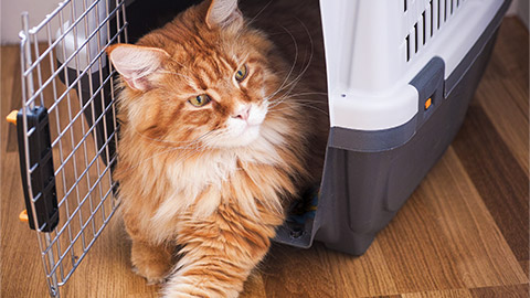 Red Maine Coon Sitting in Cat Carrier