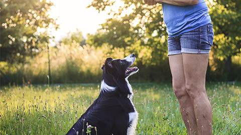 Border collie waiting for pet treat after obedience training.