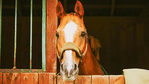 Portrait of a beautiful sorrel horse standing in a wooden stall in the stable.