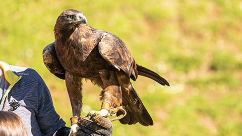 A person is holding a bird with a brown and white head.