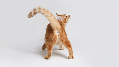 Red lady-cat plays (hunting) on a white background. Tail up. Stands back to camera.