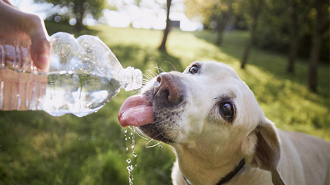 Dog drinking water from plastic bottle. Pet owner takes care of his labrador retriever during hot sunny day.