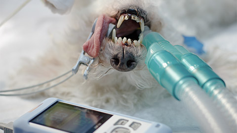 The heart monitor lies on the operating table in front of the snout of an anesthetized dog. The patient on the operating table sleeps nicely and does not feel pain during the operation.