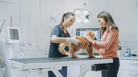 Young Attractive Cat Owner Holds Her Beloved Red Pet Maine Coon at a Modern Veterinary Clinic as a Female Vet Examines the Animal on the Examination Table. Doctor and Owner Talking