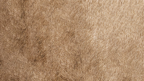 Brown Grey Animal Natural Fur Wolf Fox, Bear, Wildlife texture table top view Concept for hairy Background, textures and wallpaper. Close up detail of Fluffy grizzly Bear Coat image Full Frame.