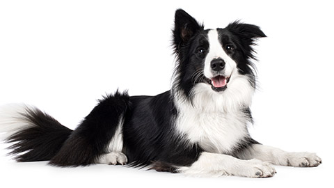 Beautiful black and white Border Collie, laying down side ways, mouth slightly open, looking towards camera, isolated on a white background