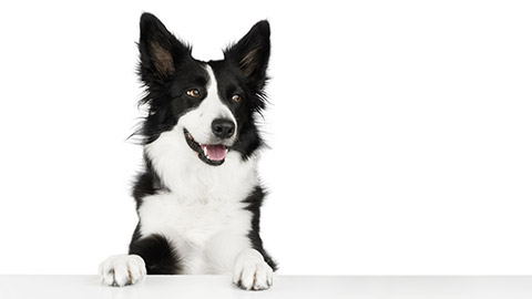 Portrait of a happy black and white border collie who put his paws on a white table and joyfully looks to the right. Life with a dog. Isolated portrait of a black and white dog