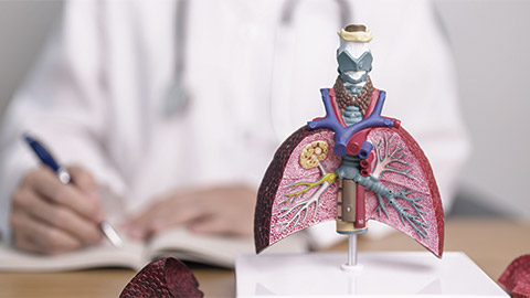 Doctor with Smoker and normal Lung anatomy for Disease. Lung Cancer, Asthma, Chronic Obstructive Pulmonary or COPD, Bronchitis, Emphysema, Cystic Fibrosis, Bronchiectasis, Pneumonia and world Lung day