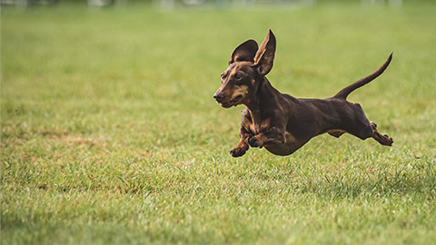 Dachshund dog running in agility race.