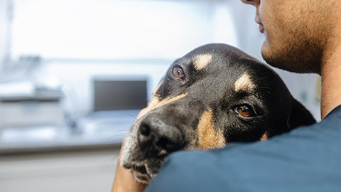 Man hugging sick dog. Selective focus on sad eyes of dog at veterinary clinic.