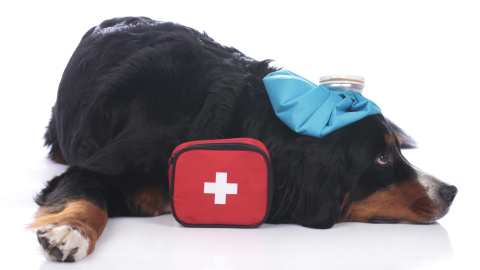 Cute Bernese mountain dog with first aid kit lying on blue background
      