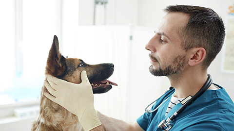 Vet doctor checking eyes of fluffy patient while holding its muzzle