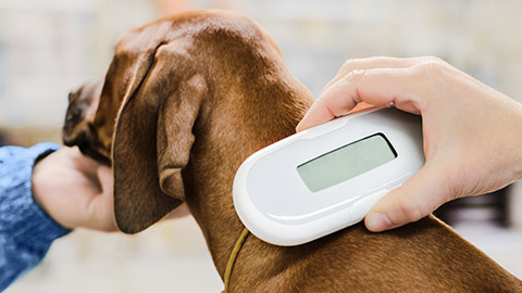 Veterinarian checking microchip implant under rhodesian ridgeback dog puppy skin in vet clinic, scanner device close up