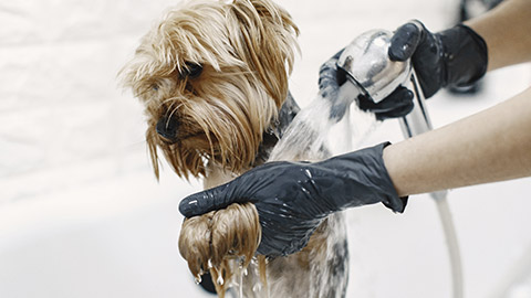 A close view of a small dog getting a bath