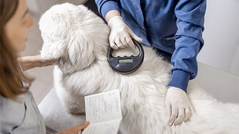 Veterinarian checking microchip implant under sheepdog dog skin in vet clinic with scanner device and owner showing a document. Registration and indentification of pets. Animal id passport.