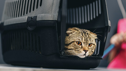 A cat in a carrier at a vet clinic