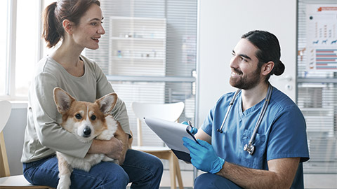 veterinarian with medical document talking to owner of purebred welsh pembroke corgi dog during consultation