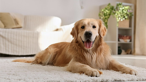 a happy golden retriever