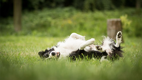 a border collie back scratching on grass