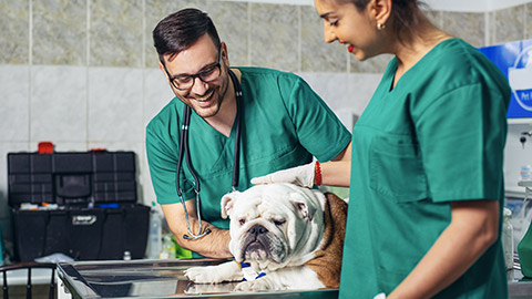 Happy veterinarians examining dog in clinic. Dog at the vet clinic