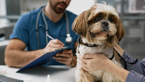 Close-up of cute yorkshire terrier sitting on table by female owner against young male veterinarian making prescription notes in document