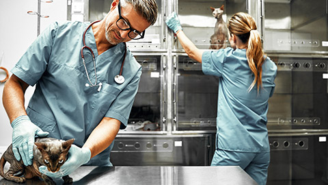 Veterinarians examining the cats