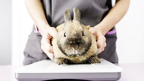 Weighing rabbit