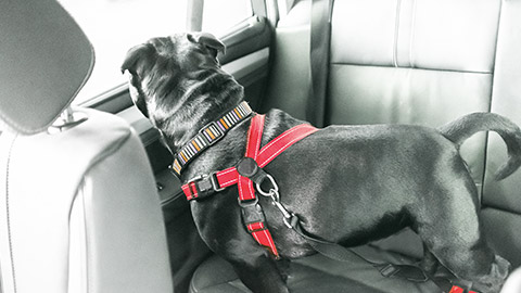 Dog looking out at the car window