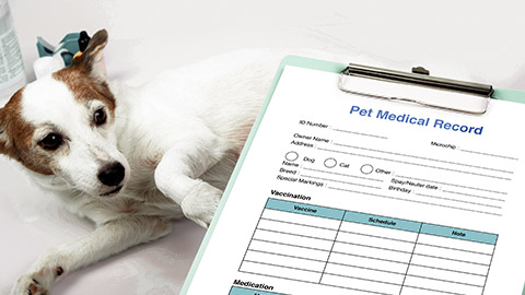 Dog and medical record