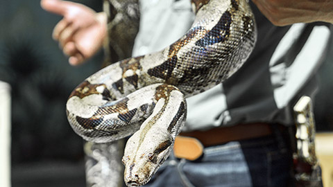 Man holding big snake