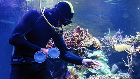 Cleaning huge tank of aquarium