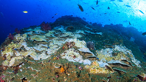 Damaged coral reef