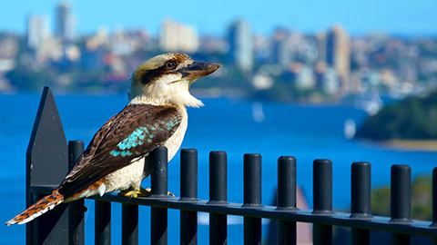 A random kookaburra sitting on a fence