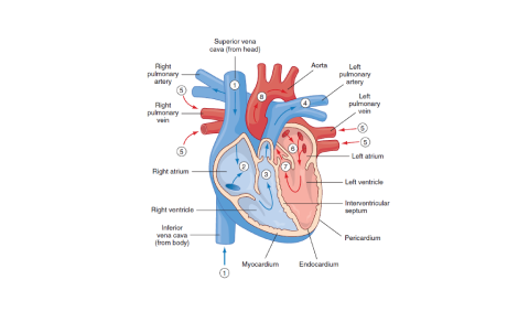 A diagram depicting systemic circulation