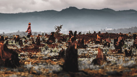 A deforested area with a local walking in the background