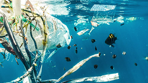 An underwater view of rubbish floating in a clean waterway with fish in the vicinity