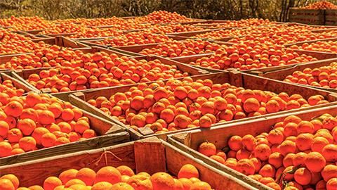 An exporter's crop of oranges ready to be shipped overseas