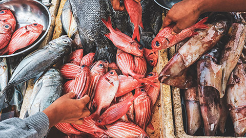 A variety of brightly coloured fish at a fish market