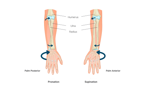 A diagram depicting referred to as supination and pronation